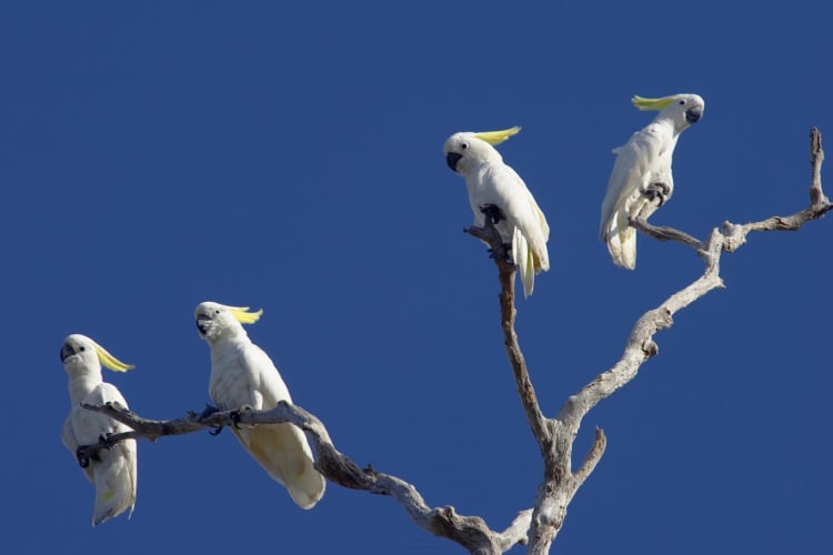 Local birdlife2